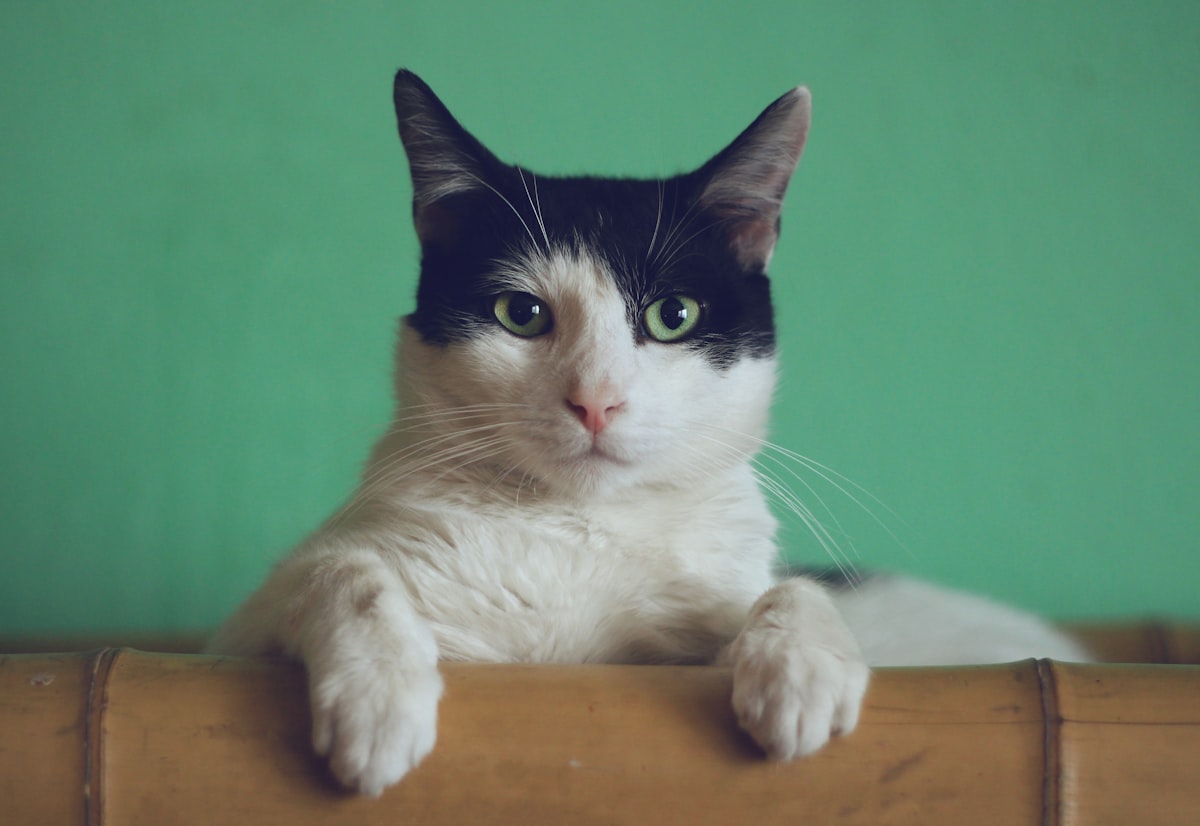 Cat resting in a sunlit window
