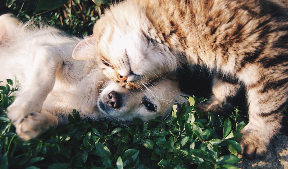 Golden retriever curled up resting
